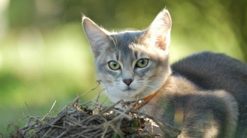 Youre an Adventurous Abyssinian!